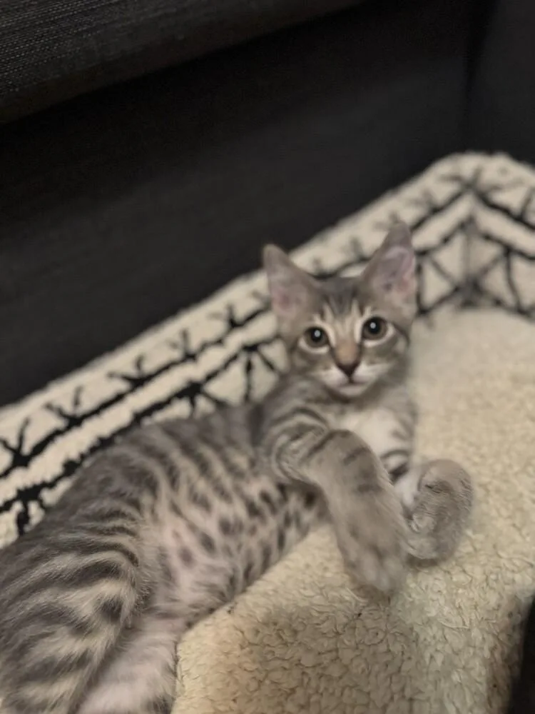 A baby small-sized male Gray & White Domestic Short Hair cat named Reese's for adoption in Dallas, TX