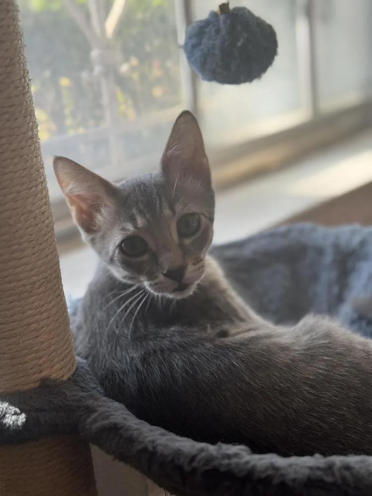 Reese's thumbnail 2