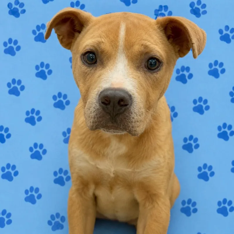 A young medium-sized male Yellow / Tan / Blond / Fawn Mixed Breed dog named Levi for adoption in Memphis, TN
