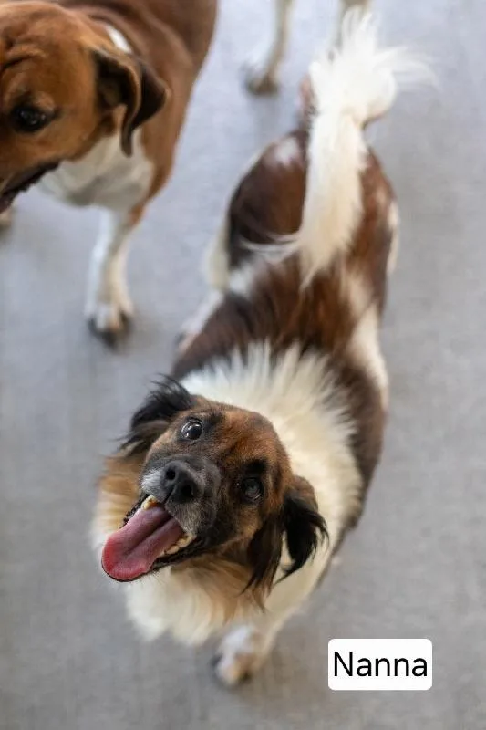 An adult small-sized female Australian Shepherd dog named Nana for adoption in Aurora, IL