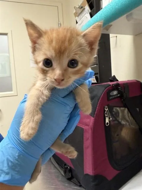A baby small-sized female Domestic Short Hair cat named Tangerine for adoption in Riverside, CA