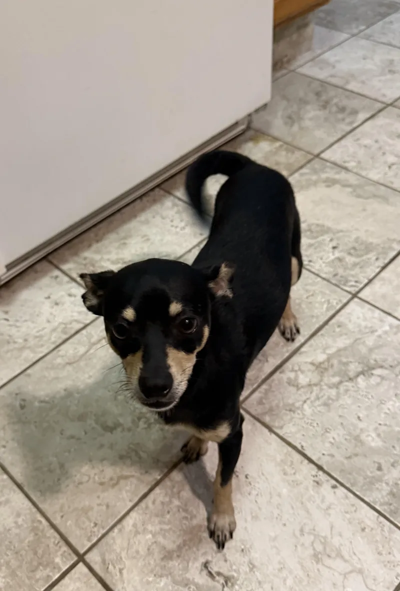 A young small-sized male Black Chihuahua dog named Vinny for adoption in Kentwood, MI
