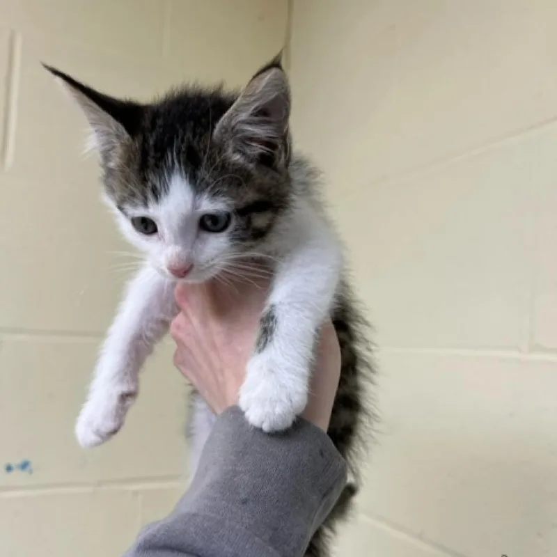 An adult large-sized male Brown / Chocolate Domestic Short Hair cat named Beagle for adoption in South Haven, MI