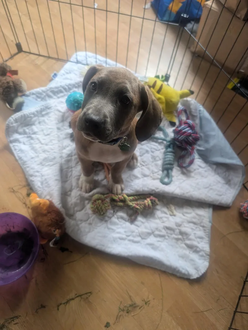 A baby medium-sized male Shepherd dog named Allen for adoption in Tonawanda, NY
