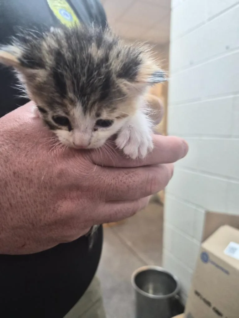A baby small-sized female Domestic Short Hair cat named Quesadilla Con Calico for adoption in Rome, GA