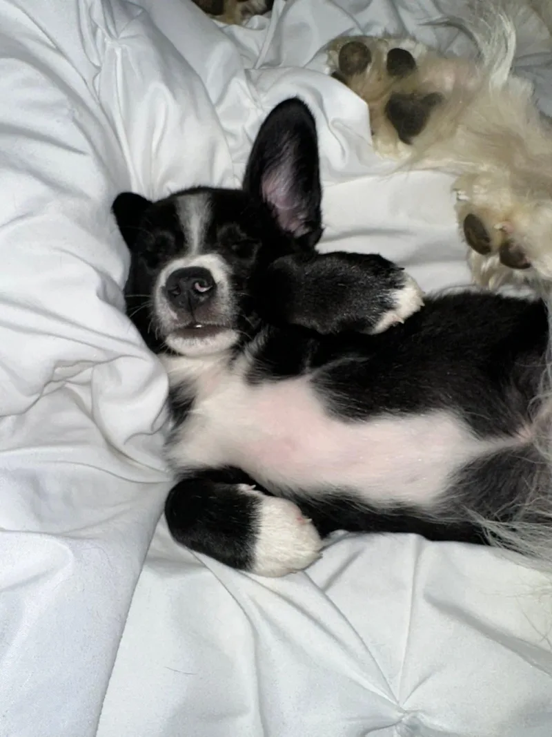 Millie Pup A Grey