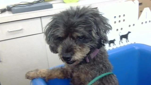 A senior small-sized male Mixed Breed dog named Freckles Oster for adoption in Dallas, TX