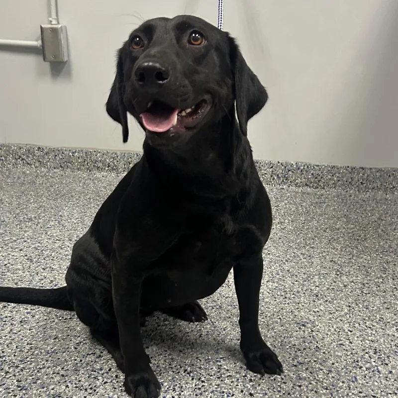 An adult medium-sized female Black Mixed Breed dog named Gretchen for adoption in Greenville, SC