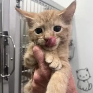 A baby medium-sized male Tabby (Orange / Red) Domestic Short Hair cat named Clementine for adoption in Phoenixville, PA