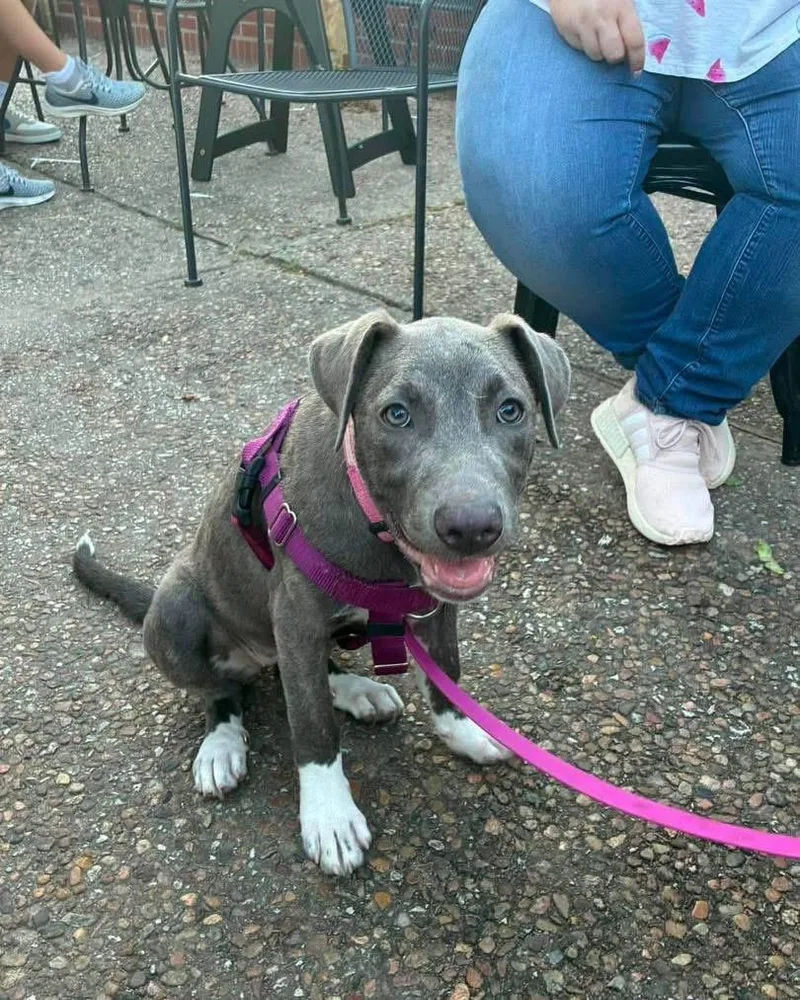 A baby large-sized female Gray / Blue / Silver Mixed Breed dog named Maggie for adoption in Manhattan, KS