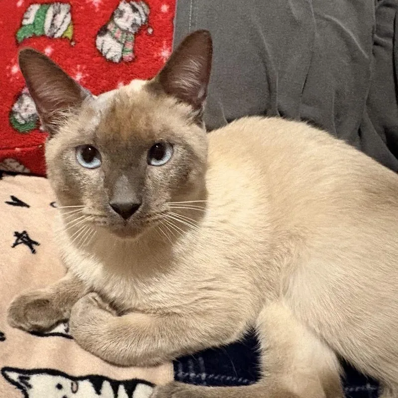 A young medium-sized male Cream / Ivory Siamese cat named Lucky for adoption in FAIRWAY, KS