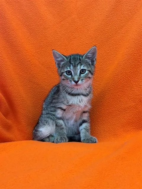 A baby medium-sized female Domestic Short Hair cat named Opal for adoption in Forney, TX