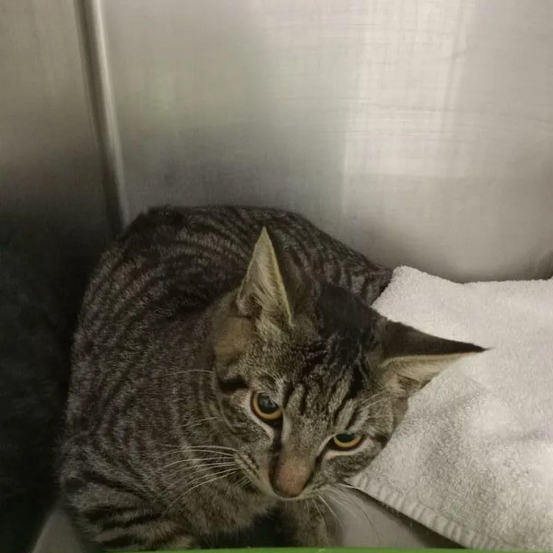 Earl Grey thumbnail 2