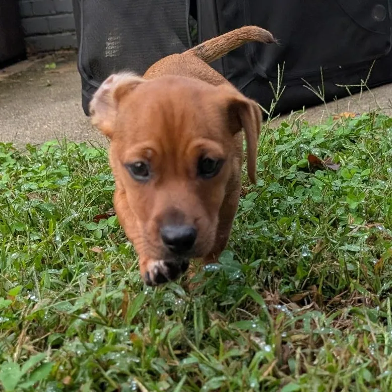 A baby small-sized male Golden Dachshund dog named Manzana for adoption in Richmond, VA