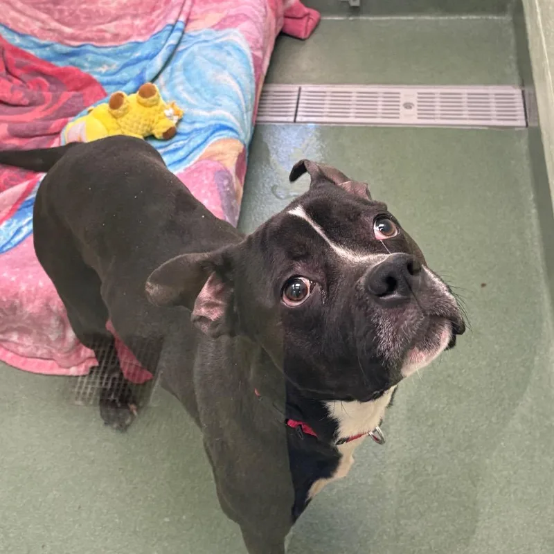 An adult medium-sized male Black Boxer dog named Tater Tot for adoption in West Palm Beach, FL
