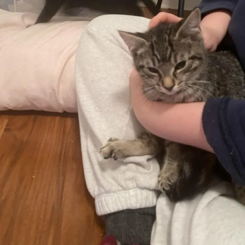 A baby small-sized female Brown / Chocolate Domestic Short Hair cat named Petunia for adoption in Bel Air, MD