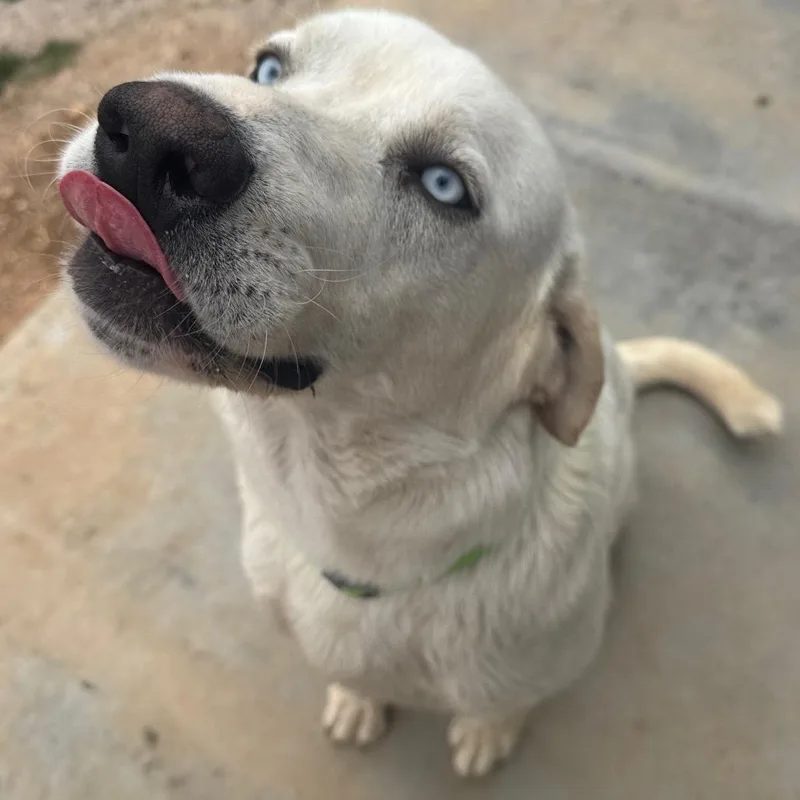 Vanilla Ice thumbnail 3