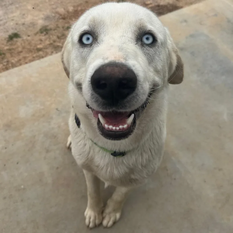 Vanilla Ice thumbnail 4