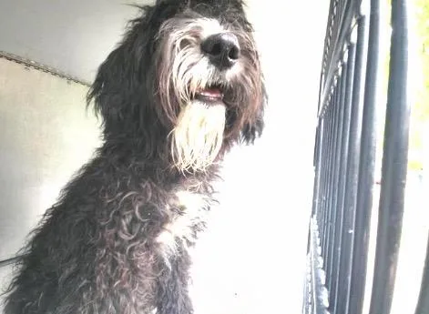 A young medium-sized male Poodle dog named A for adoption in Houston, TX