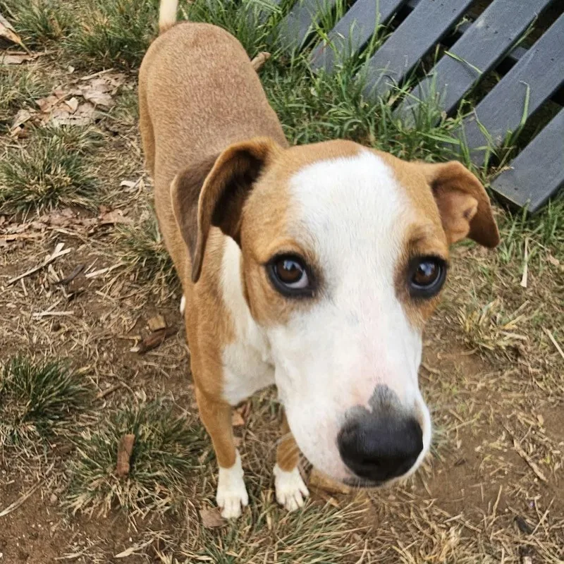 A young medium-sized male Bicolor American Staffordshire Terrier dog named Bobby for adoption in ISABELA, PR