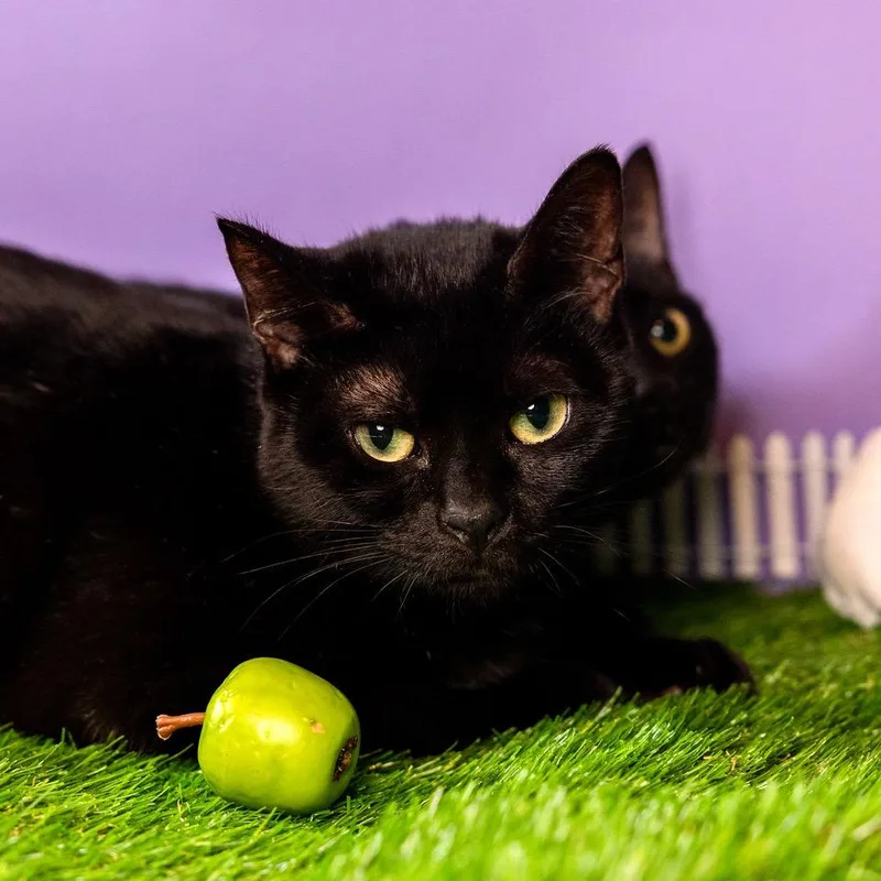 Rosalind thumbnail 3