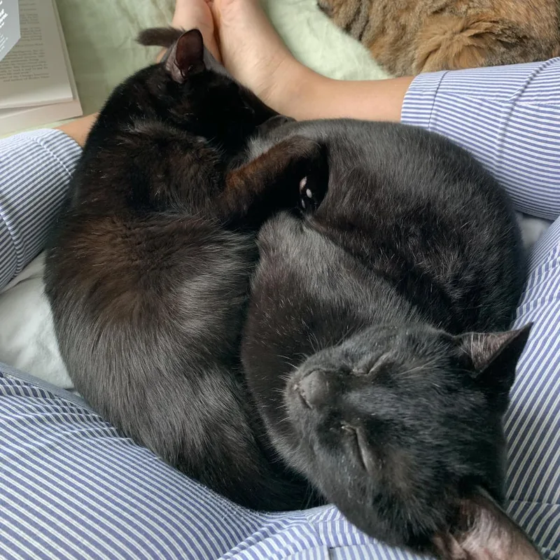 Rosalind thumbnail 4