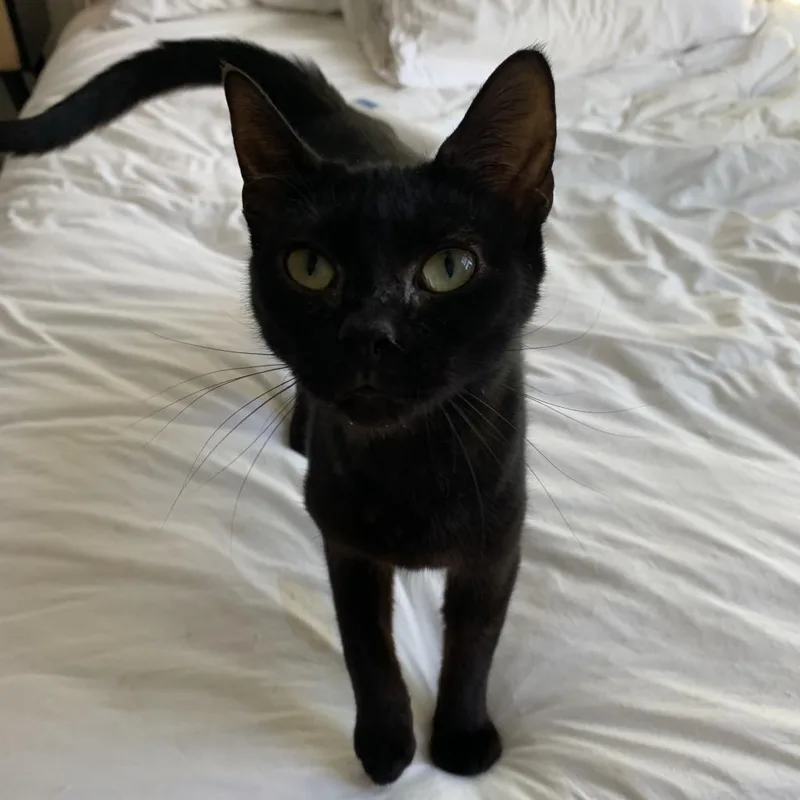 Rosalind thumbnail 5