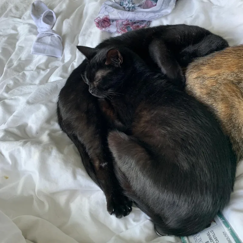 Rosalind thumbnail 6