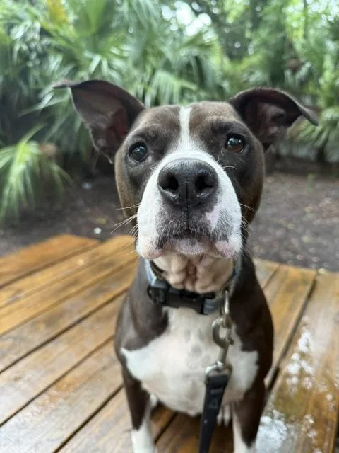 An adult medium-sized male Black Mixed Breed dog named Grumpy for adoption in Charleston, SC