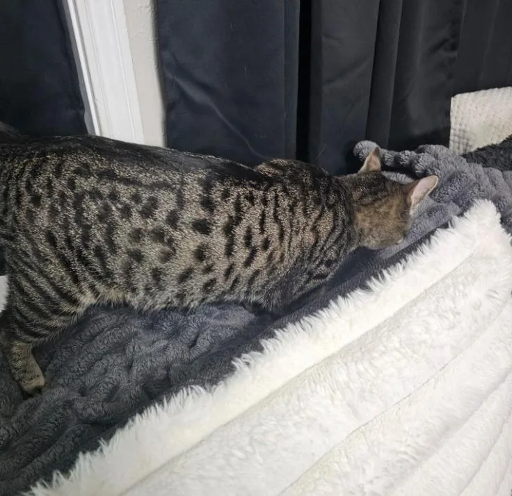A young medium-sized female Tabby (Gray / Blue / Silver) Domestic Short Hair cat named Novi for adoption in Alexandria, LA