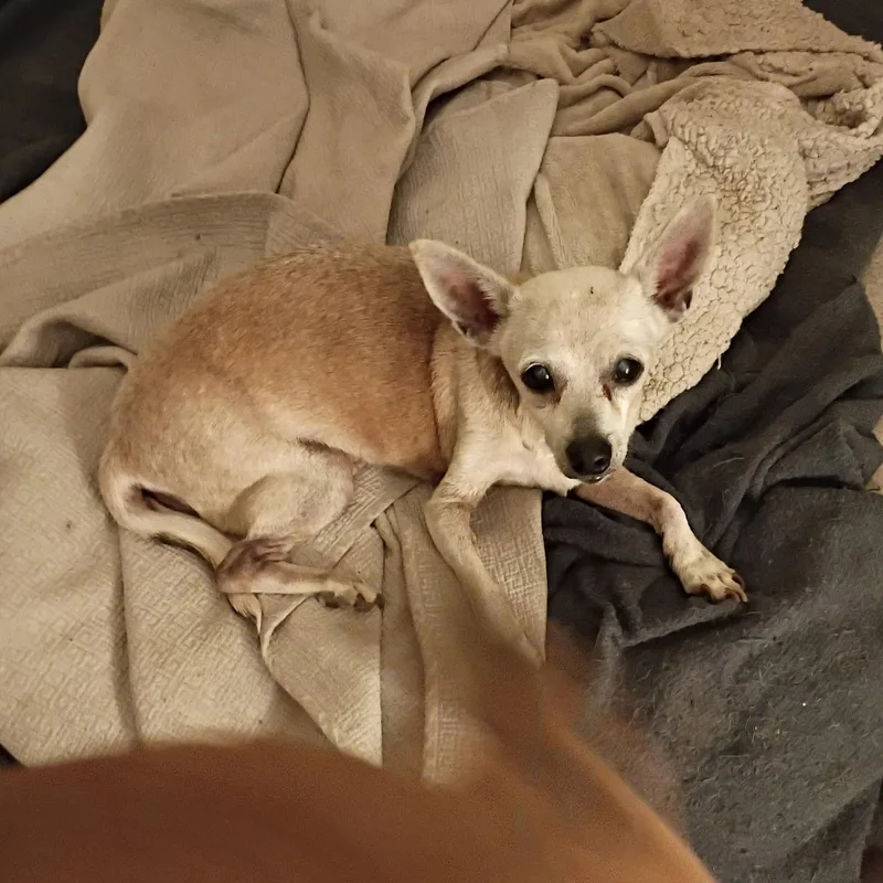 A senior small-sized male Apricot / Beige Chihuahua dog named Sucre for adoption in Tucson, AZ