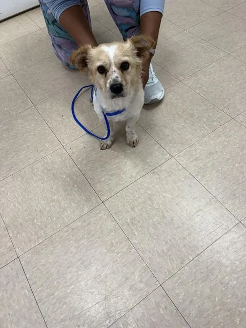 Frankie