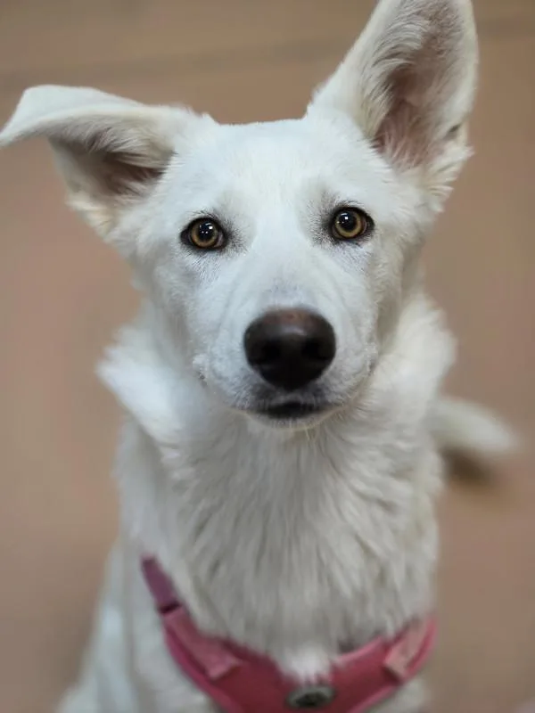 Nala
