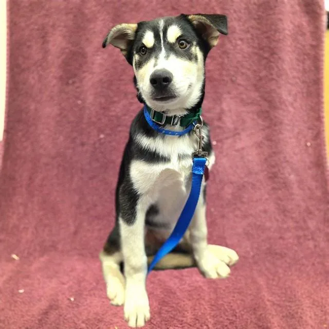 A baby medium-sized male Siberian Husky dog named Blaster for adoption in Long Beach, CA