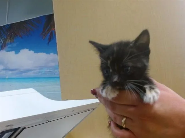A baby small-sized female Domestic Short Hair cat named Star for adoption in Miami, FL