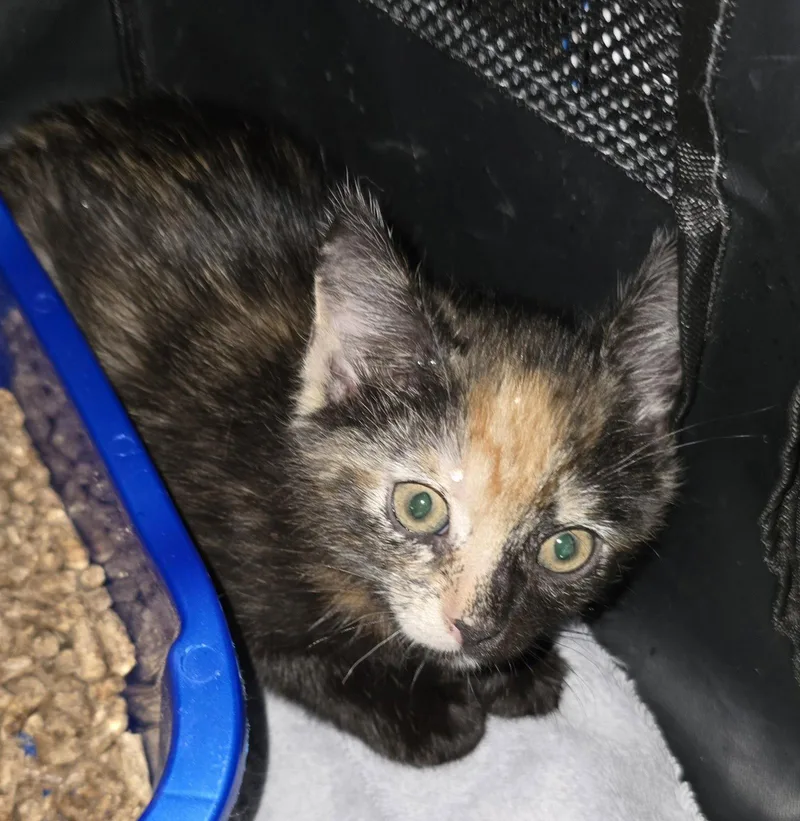 A baby medium-sized female Domestic Short Hair cat named Hunny Suckle for adoption in Trenton, NJ