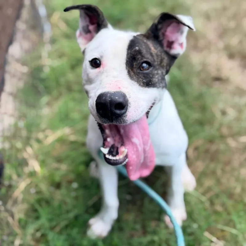 A young medium-sized male Brindle Terrier dog named Messer for adoption in Columbus, GA