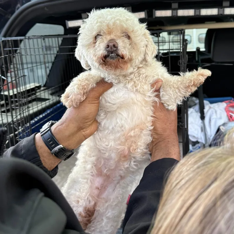An adult small-sized female Poodle dog named Gemma for adoption in Ewing, NJ