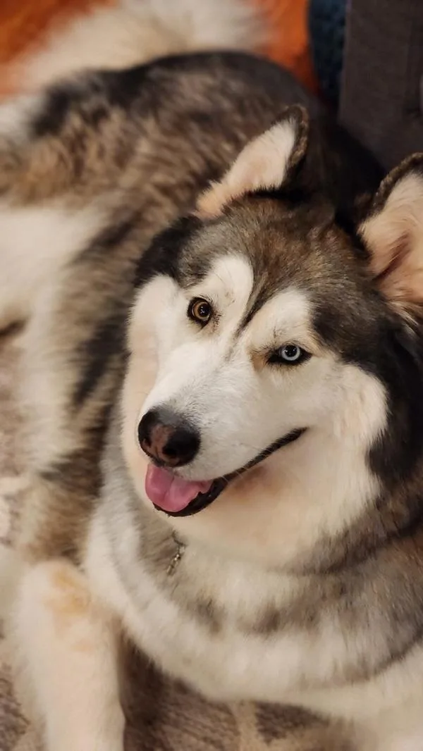 An adult extra large-sized male Alaskan Malamute dog named Bosco for adoption in Silverdale, WA