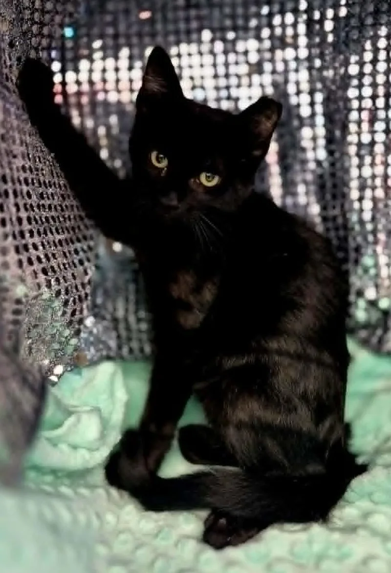 A baby medium-sized male Black Domestic Short Hair cat named Rascal for adoption in Ocean Springs, MS