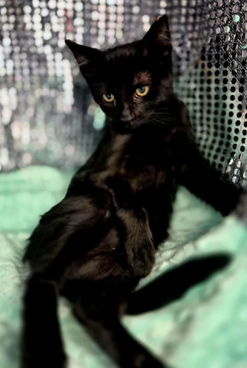 Rascal thumbnail 2