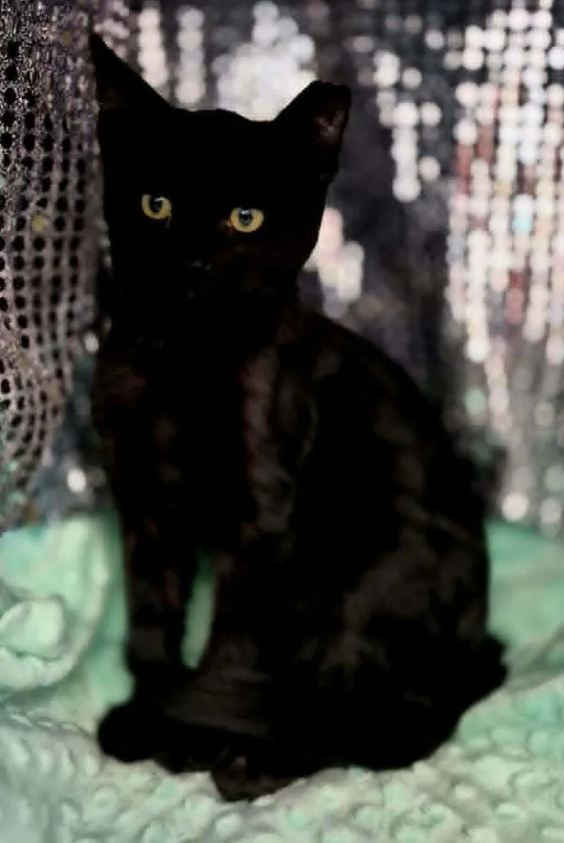 Rascal thumbnail 3