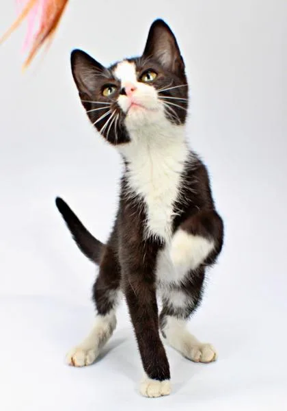 A baby small-sized male Domestic Short Hair cat named Sylvester for adoption in Morton Grove, IL