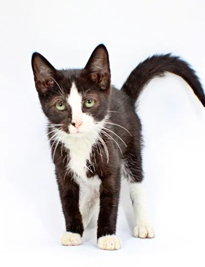 Sylvester thumbnail 2