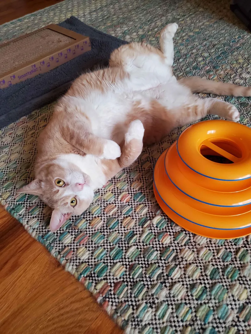 An adult medium-sized male Tabby (Orange / Red) Domestic Short Hair cat named Simba for adoption in Weehawken, NJ