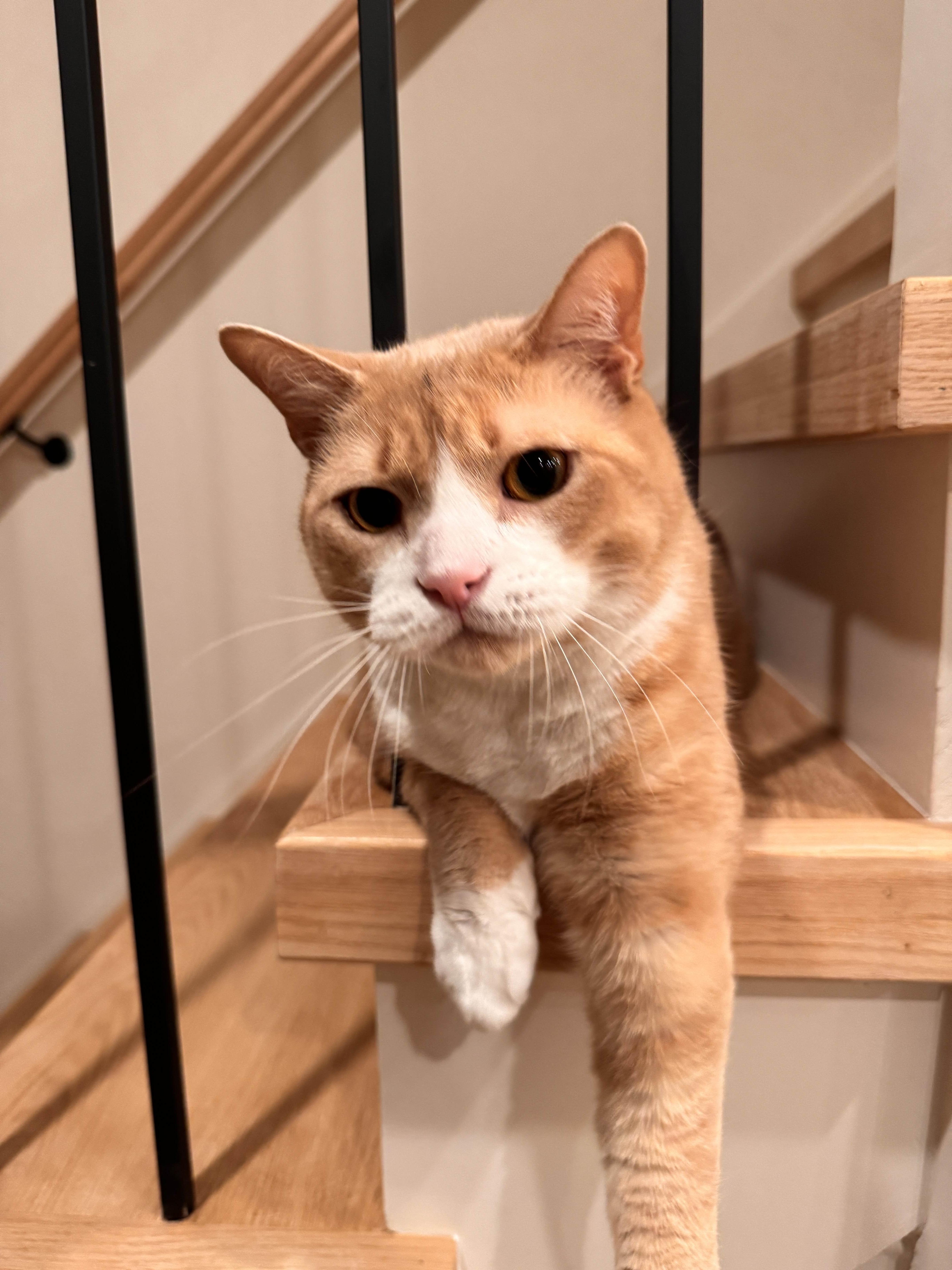 Simba thumbnail 2
