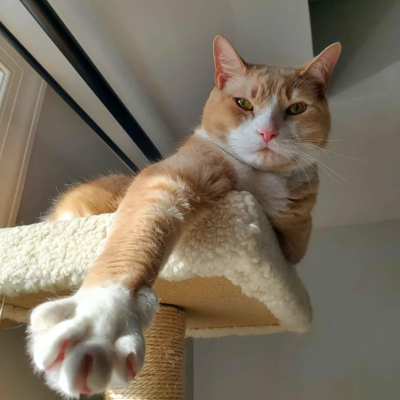 Simba thumbnail 3