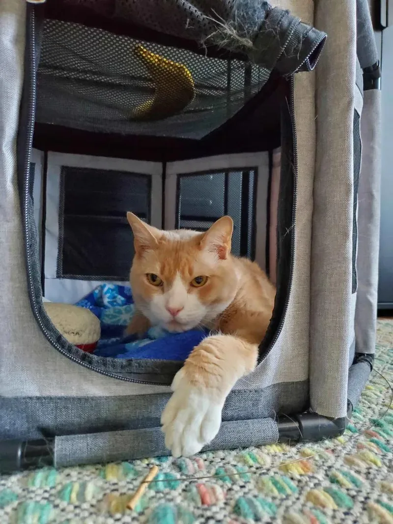 Simba thumbnail 4
