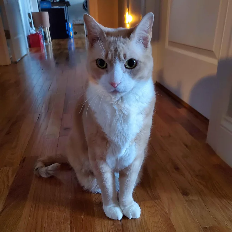 Simba thumbnail 5