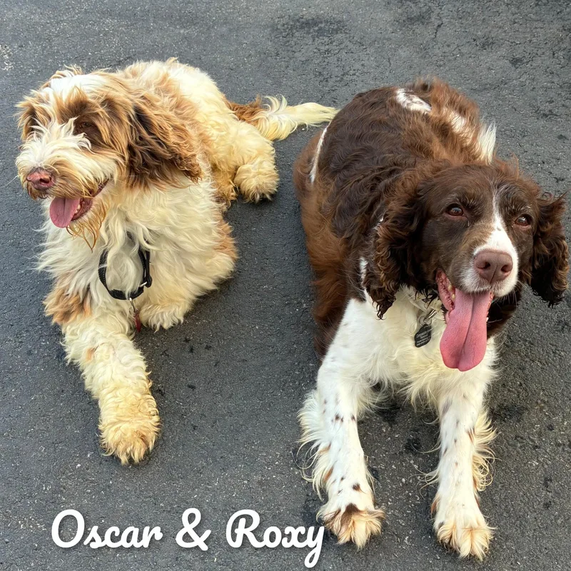 An adult medium-sized male Apricot / Beige Portuguese Water Dog dog named Oscar for adoption in Fredericksburg, VA